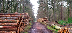 Beech Pine harvest 300px