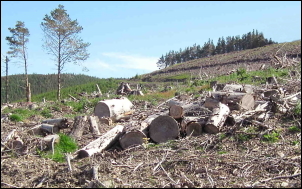 DEFORESTATION Glenhighton THUMB 300px